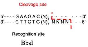 bbsi restriction enzyme